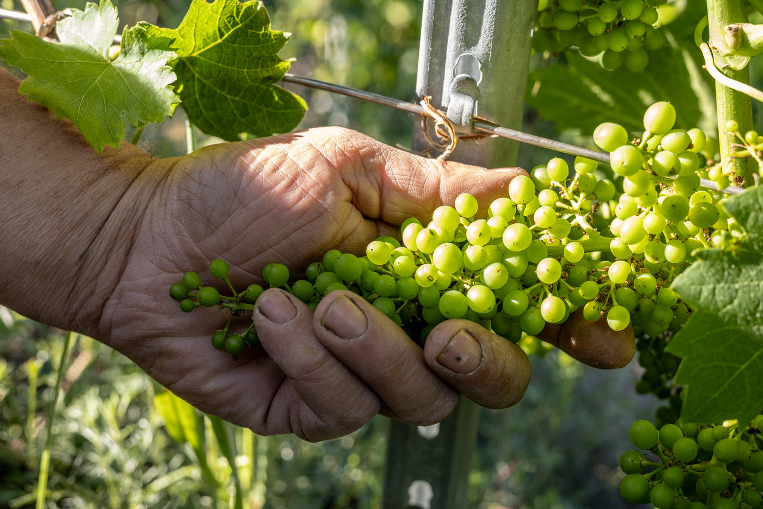 Azienda Vitivinicola