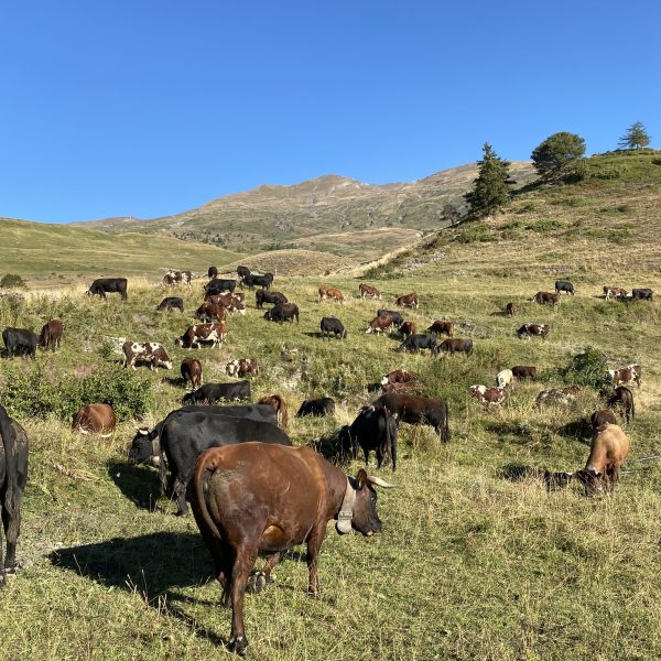 Fontina DOP d'Alpeggio The Quendoz